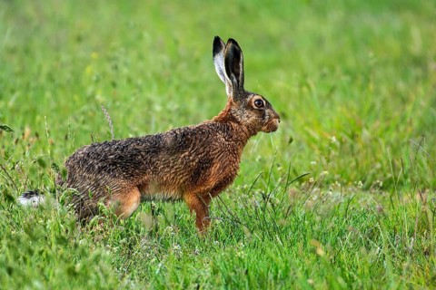 European hare (Lepus europaeus)