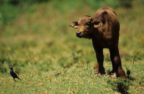 Cape buffalo with glossy starling (Syncerus caffer)
