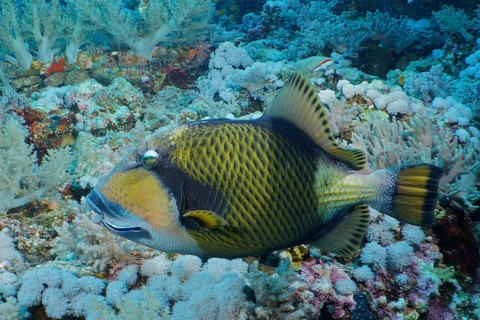 Giant triggerfish (Balistoides viridescens)