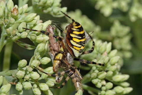 Zebra spider (Argiope bruennichi)
