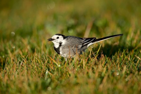 White wagtail (Motacilla alba)