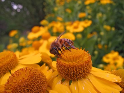 Yellow coleostephus with bee