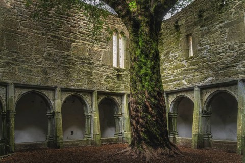 Twisted tree trunk in inner courtyard walls with arches of 15th century monastery Muckross Abbey in