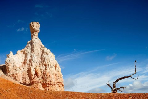 Stone dwarf and dead tree, Bryce Canyon National Park, Utah