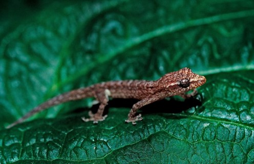 Wall gecko, Maldives, Indian Ocean, Meemu Atoll, Asia
