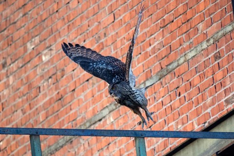 Flying eagle owl at dusk at Ewald colliery in front of bricks