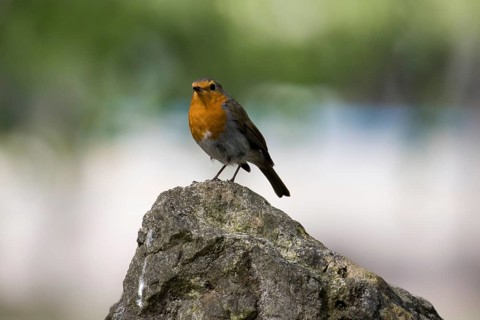 A robin sits on a cliff top