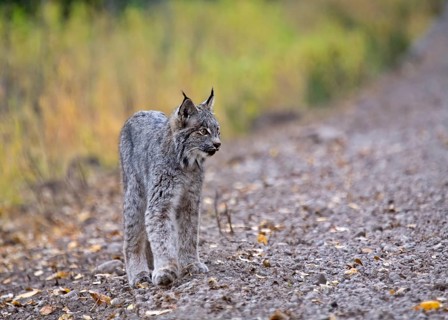 Rocky Mountain Lynx Alberta Canada Close young
