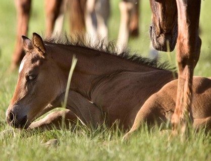 Colt newborn in field Sasktchewan Canada Mother Love