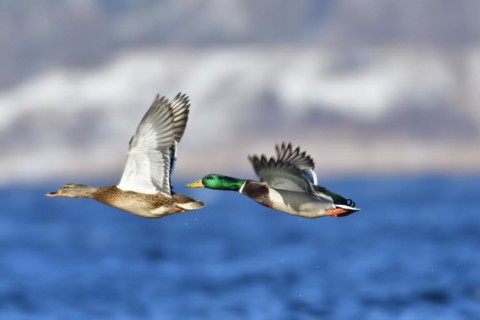 Mallard on an ice floe .Mallard in winter on an ice floes