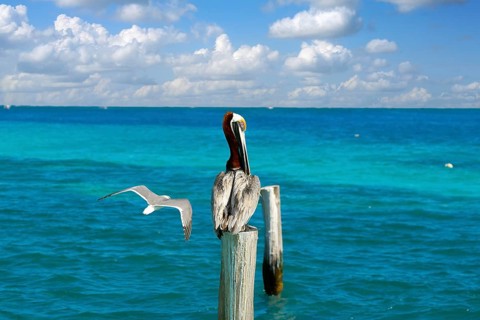 Caribbean Pelican on a beach pole in Mexico Riviera Maya