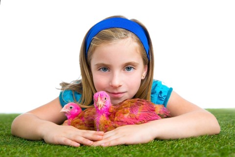 Breeder hens kid girl rancher farmer hug chicken chick white background