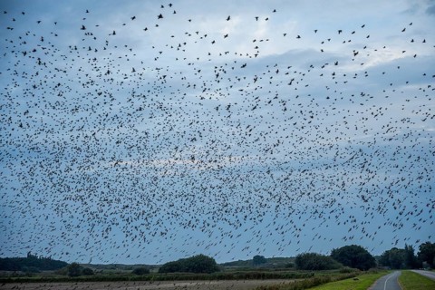 Dense flock of birds fills the sky over a rural road and green fields, starling flight at dusk on