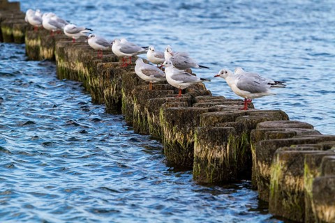 Pictures of the island of Rügen Holidays in Germany