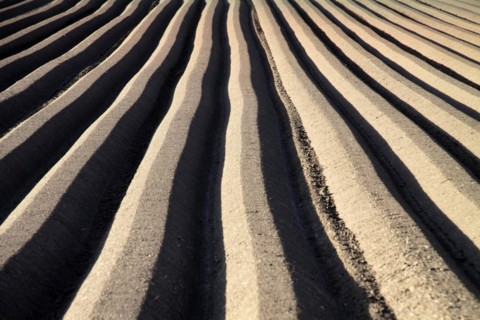 Furrows for carrot cultivation