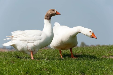 Couple gooses in Dutch landscape near the river