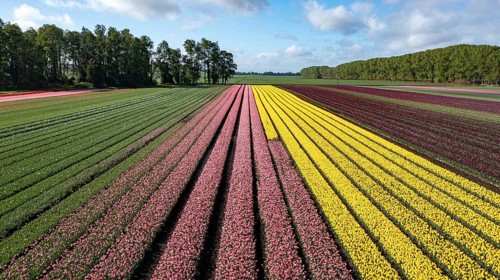 Aerial from blossoming tulip fields in the Chile near Osorno