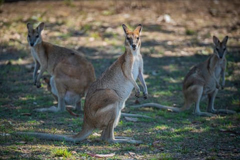 Agile Wallaby (Notamacropus agilis), Mary River National Park, Northern Territory, Australia,
