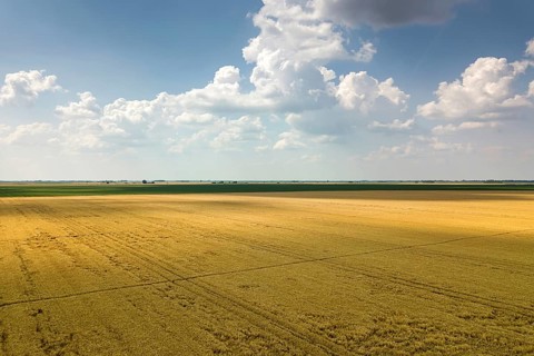 Areal view of crop fields in sunny summer day. Wheat Harvest