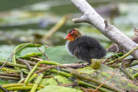 Eurasian Coot (Fulica atra) chicks waiting for food. Bas Rhin, Alsace, France, Europe