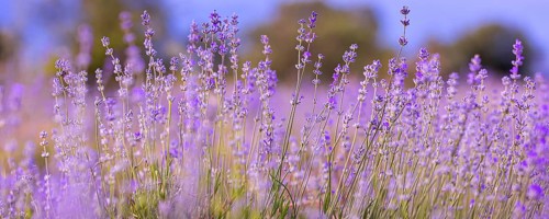 Lavender purple flowers close-up on sky background, summer field banner