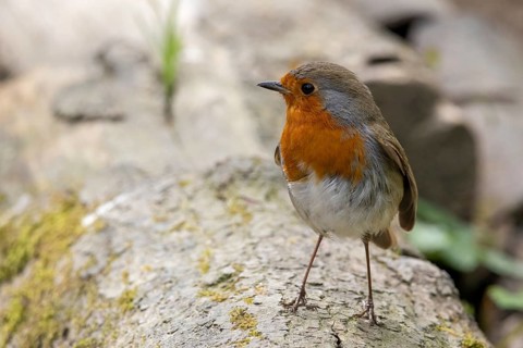 Robin standing on a log in springtime