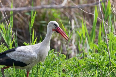 White Stork in the Nature Habitat (Ciconia ciconia)