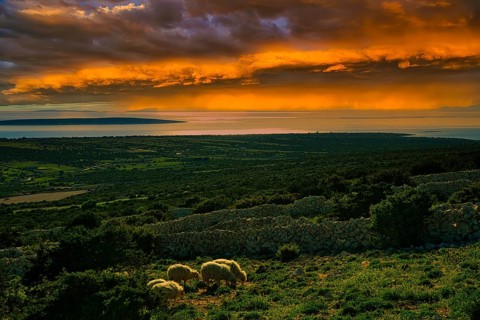 A peaceful rural landscape at sunset with sheep in a pasture and an orange sky, island of Pag,