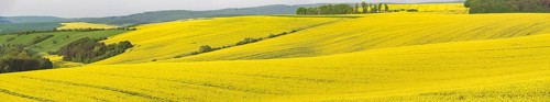 Panoramic view over the hills with the yellow rape fields from Moravia, Czech Republic, Europe