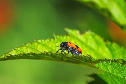 Macro of a ladybug crawling on a green leaf