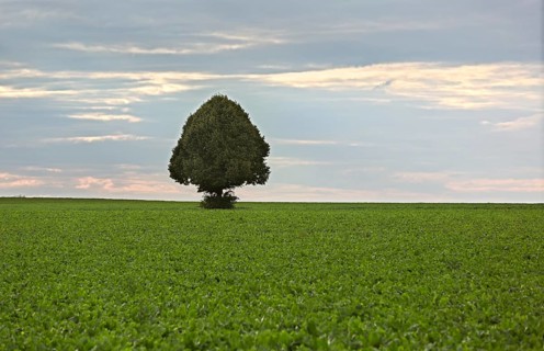 Lonely tree in field of sugar beets, Rhine-Hesse, Germany, Europe