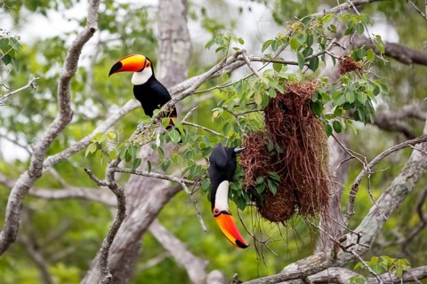 Close-up of two Toco Toucans plundering birds nest in a tree, one sitting, one hanging down,