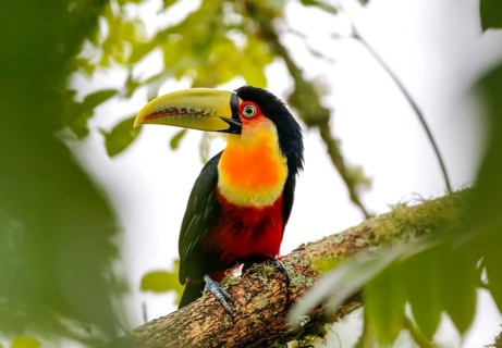 Close-up of a beautiful Red-breasted toucan perched on a tree branch, framed with green defocused