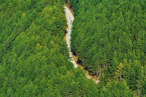 Road in the Coniferous Forest, Shumen, Bulgaria Shumen, Bulgaria, Europe