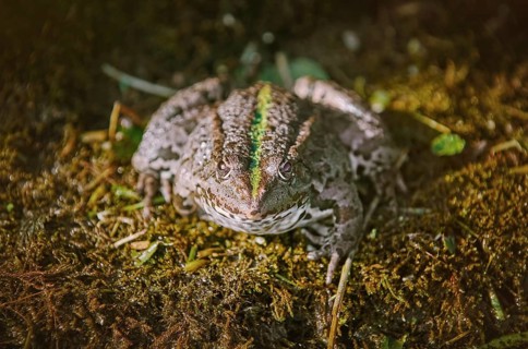 The Pool Frog Resting on the Bank of a Pond Aksakovo, Bulgaria, Europe