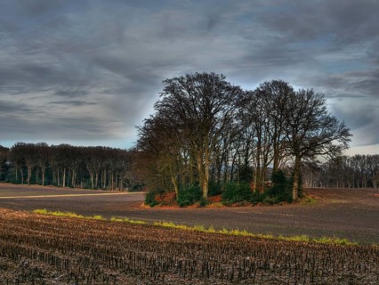 A bare grove on a wide harvested field under a cloudy sky, Reken, münsterland, germany