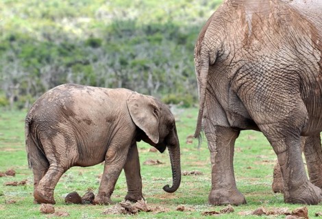 An African Elephant family in the Addo Elephant Park, South Africa, Africa