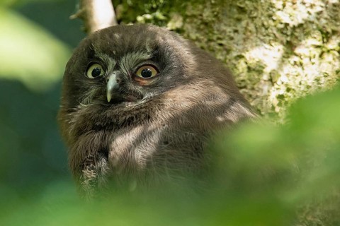 Tengmalm's owl young bird head portrait from the front looking diagonally left