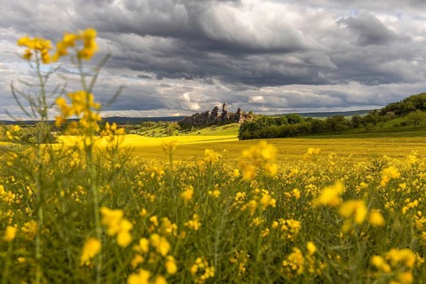 Devil's Wall near Thale in the Harz Mountains with a rape field in bloom