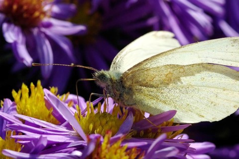 Cabbage white butterfly drinking nectar