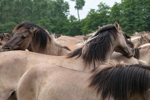 The Dülmen horses live wild near Dülmen, in the Merfelder Bruch nature reserve in North