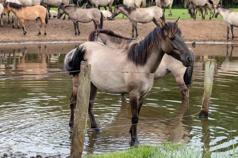 The Dülmen horses live wild near Dülmen, in the Merfelder Bruch nature reserve in North