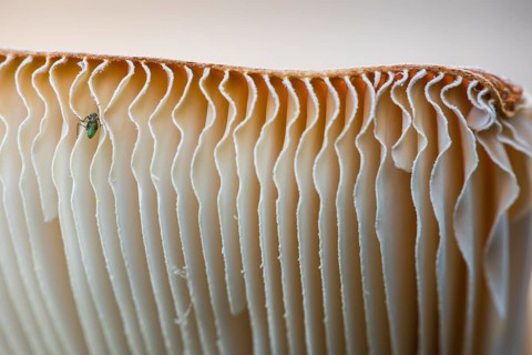 Insket on the underside of a fly agaric (Amanita muscaria, English: fly agaric, fly amanita),