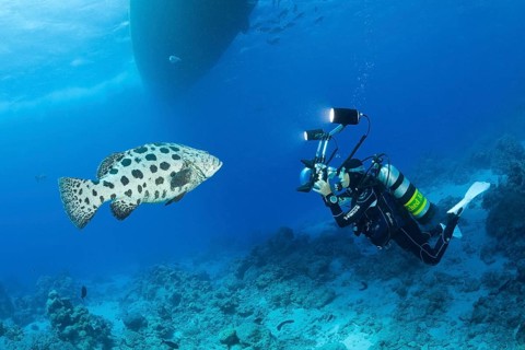 Diver photographing potato grouper, Epinephelus tukula, Cod Hole, Great Barrier Reef, Australia,
