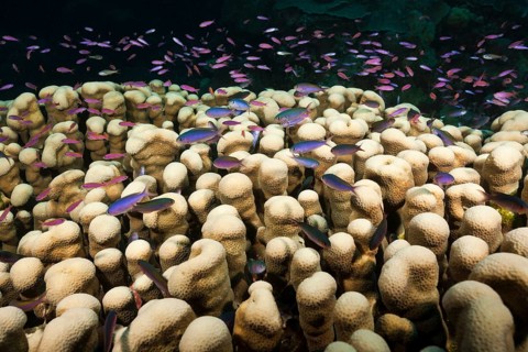 Whitley's bannerfish on the reef, Luzonichthys whitleyi, Osprey Reef, Coral Sea, Australia, Oceania