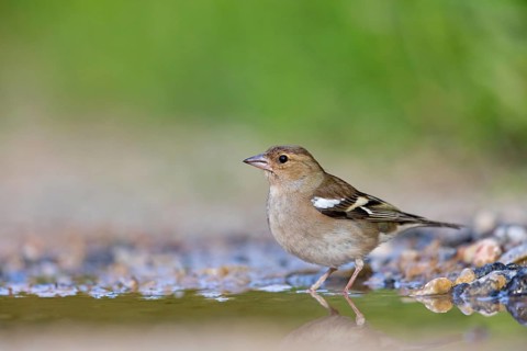 Chaffinch, (Fringilla coelebs), foraging, biotope, Wadi Darbat, Salalah, Greece, Oman, Europe