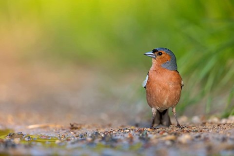 Chaffinch, (Fringilla coelebs), foraging, biotope, Wadi Darbat, Salalah, Greece, Oman, Europe
