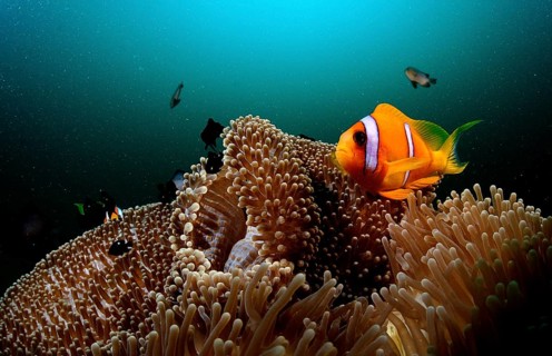 Red Sea Anemonefish, Amphiprion bicinctus, Djibouti, Djibouti, Africa, Afar Triangle, Gulf of Aden,