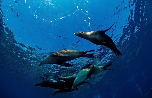 Group of California sea lions, Zalophus californianus, USA, California, Pacific Ocean, North