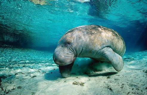 Round-tailed manatee, Trichechus manatus latirostris, USA, Florida, FL, Crystal River, North